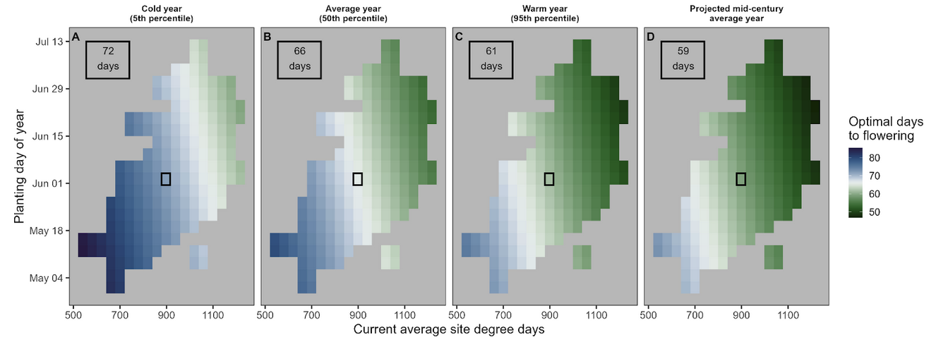 Model predictions of optimal days to flowering for sunflower